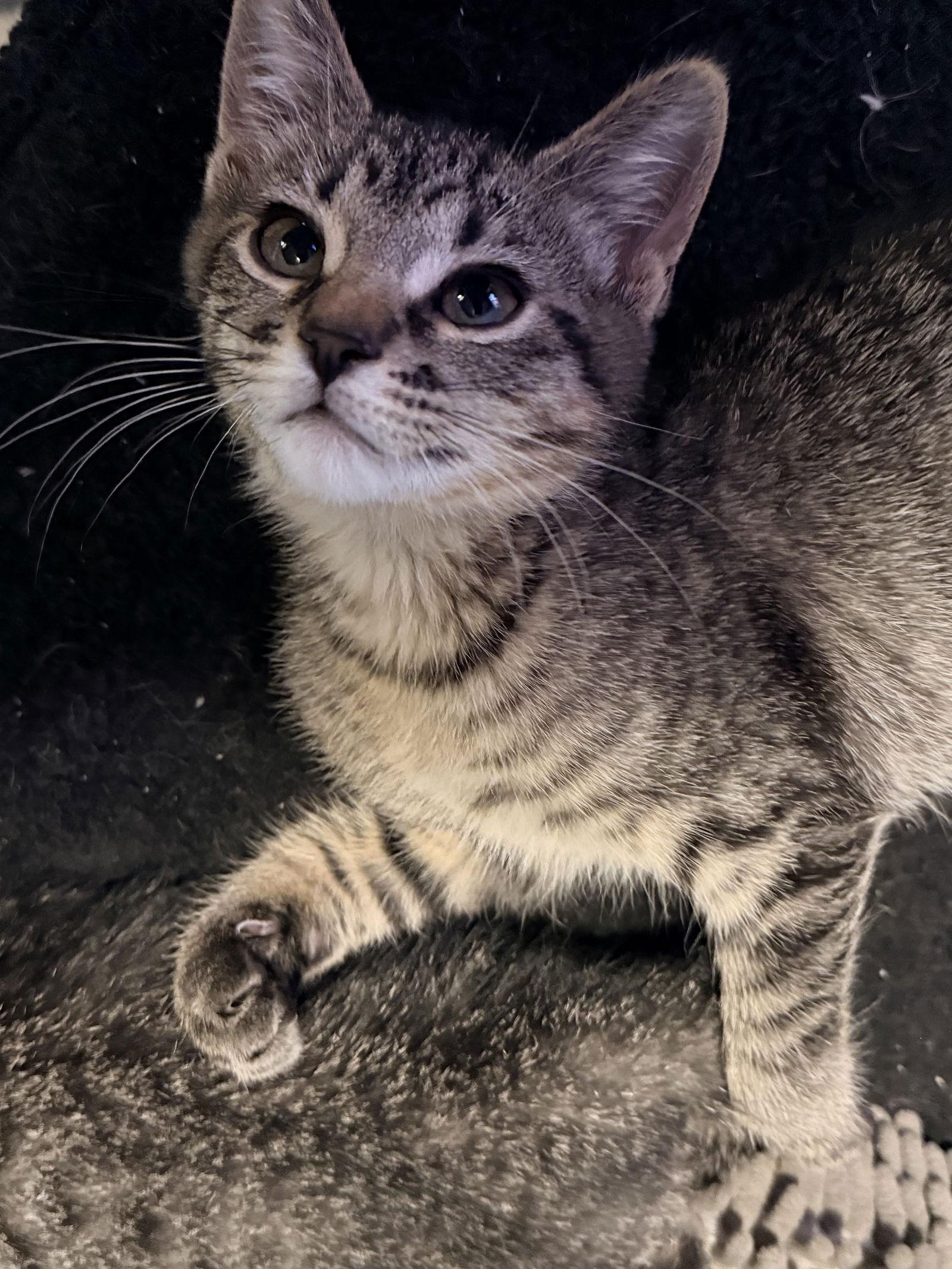 Enlarge Kettle, a Adopted Domestic Short Hair in Forest Lake, MN image 2/3