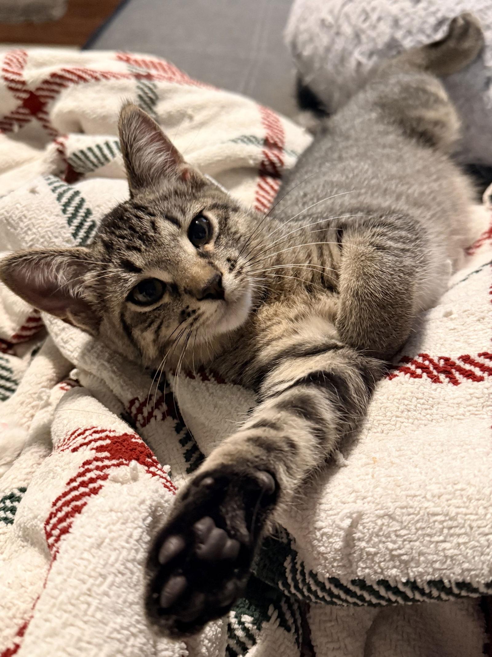 Enlarge Kettle, a Adopted Domestic Short Hair in Forest Lake, MN image 3/3