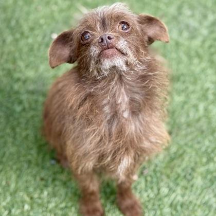 Enlarge Odette, an adopted mixed breed in Red Bluff, CA image 1/3