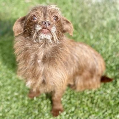 Enlarge Odette, an adopted mixed breed in Red Bluff, CA image 2/3