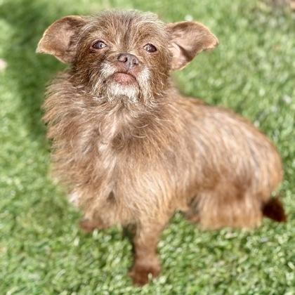 Enlarge Odette, an adopted mixed breed in Red Bluff, CA image 3/3