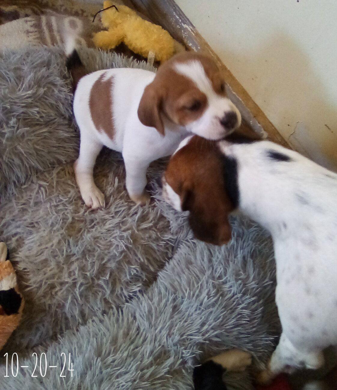 Barney Fife - of Bea's pups, Adopted, Puppy Male Beagle.