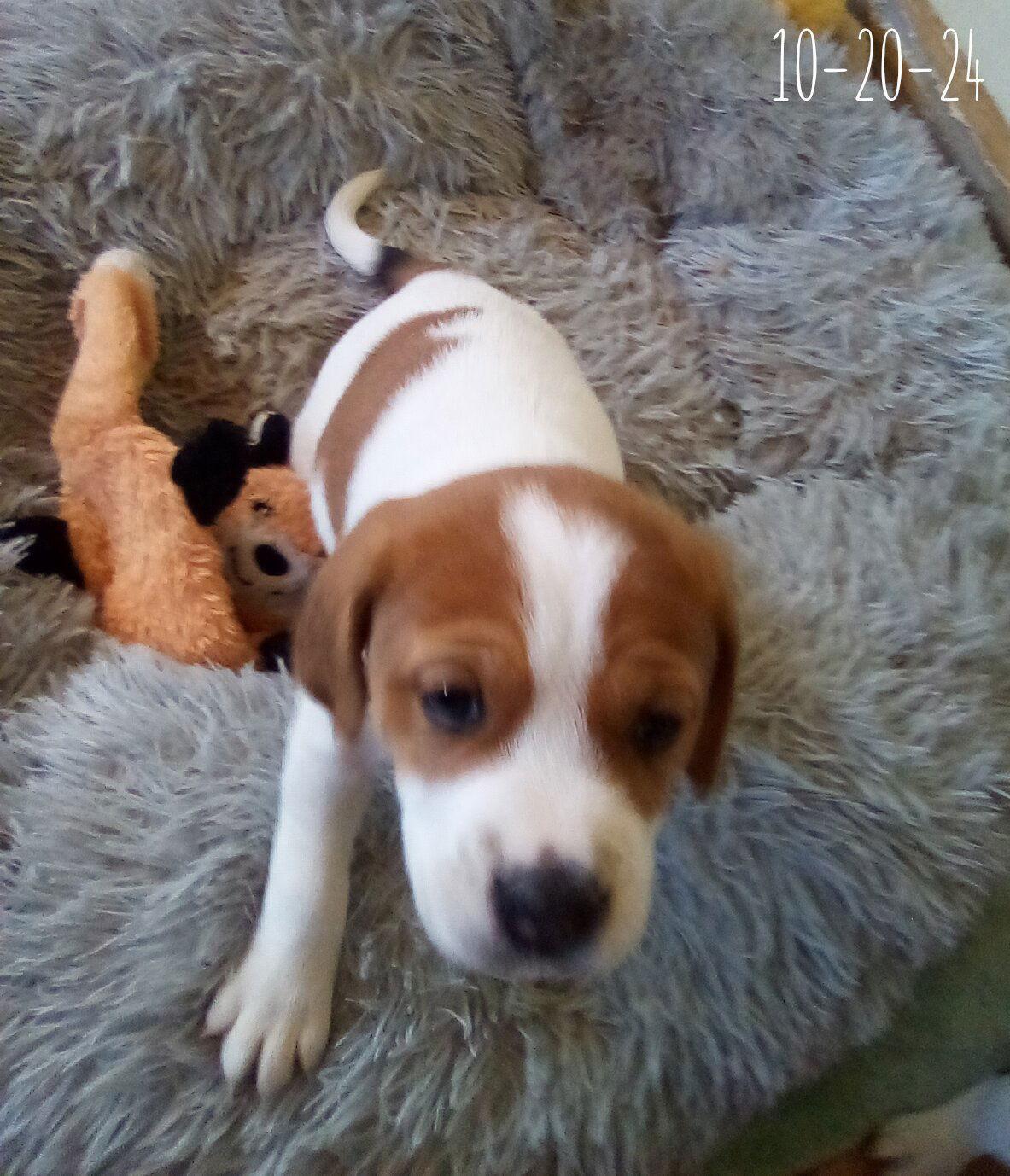 Enlarge Barney Fife - of Bea's pups, a Adopted Beagle in Apple Valley, CA image 2/3