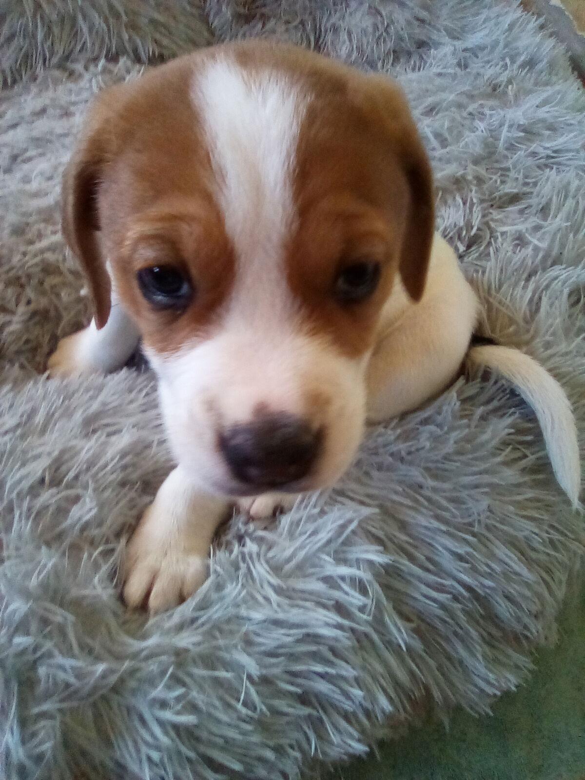 Enlarge Barney Fife - of Bea's pups, a Adopted Beagle in Apple Valley, CA image 3/3