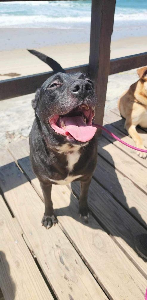 Raven, a Adoptable mixed breed in San Francisco, CA image 1/5