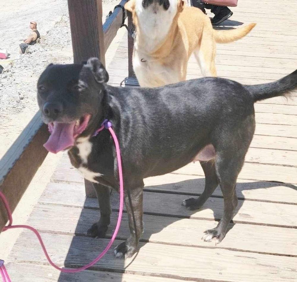 Raven, a Adoptable mixed breed in San Francisco, CA image 3/5