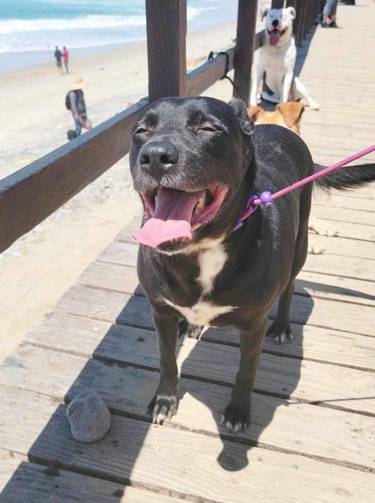 Raven, a Adoptable mixed breed in San Francisco, CA image 4/5