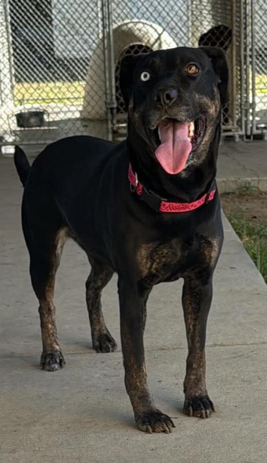 Enlarge beau berry, a Adoptable mixed breed in Tappahannock, VA image 1/1