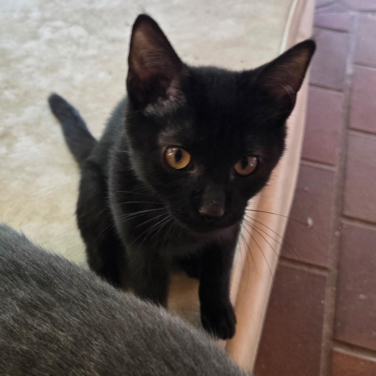 Ozzy (Foster), ADOPTABLE, Kitten Male Domestic Short Hair.