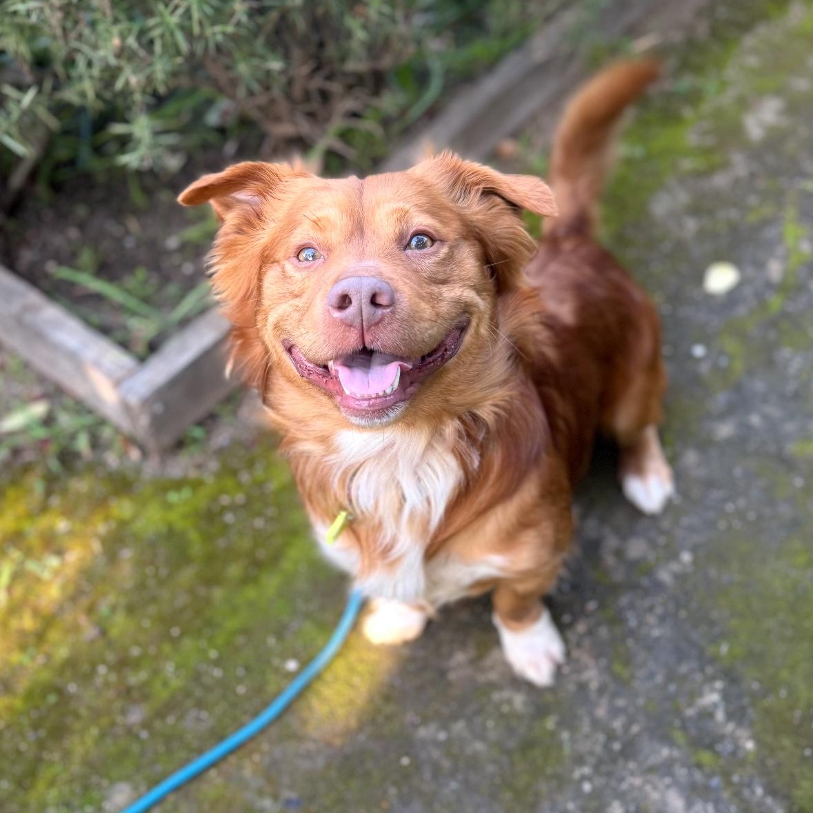 Enlarge Thurston, a ADOPTABLE mixed breed in Sun Valley, CA image 2/6