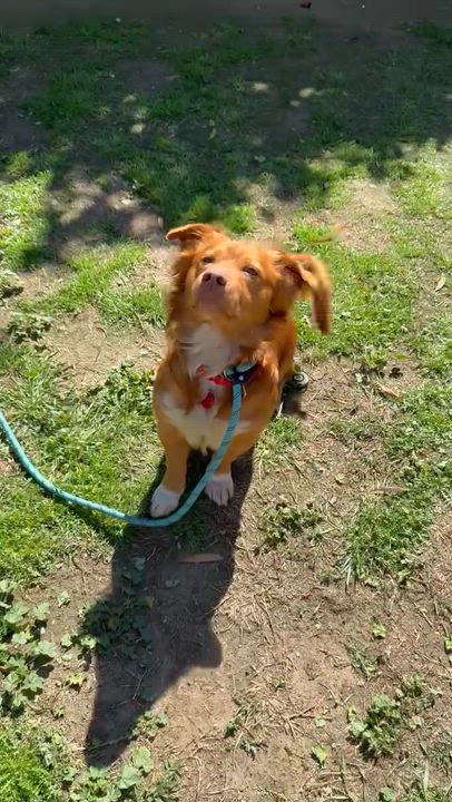 Enlarge Thurston, a ADOPTABLE mixed breed in Sun Valley, CA video 3/6