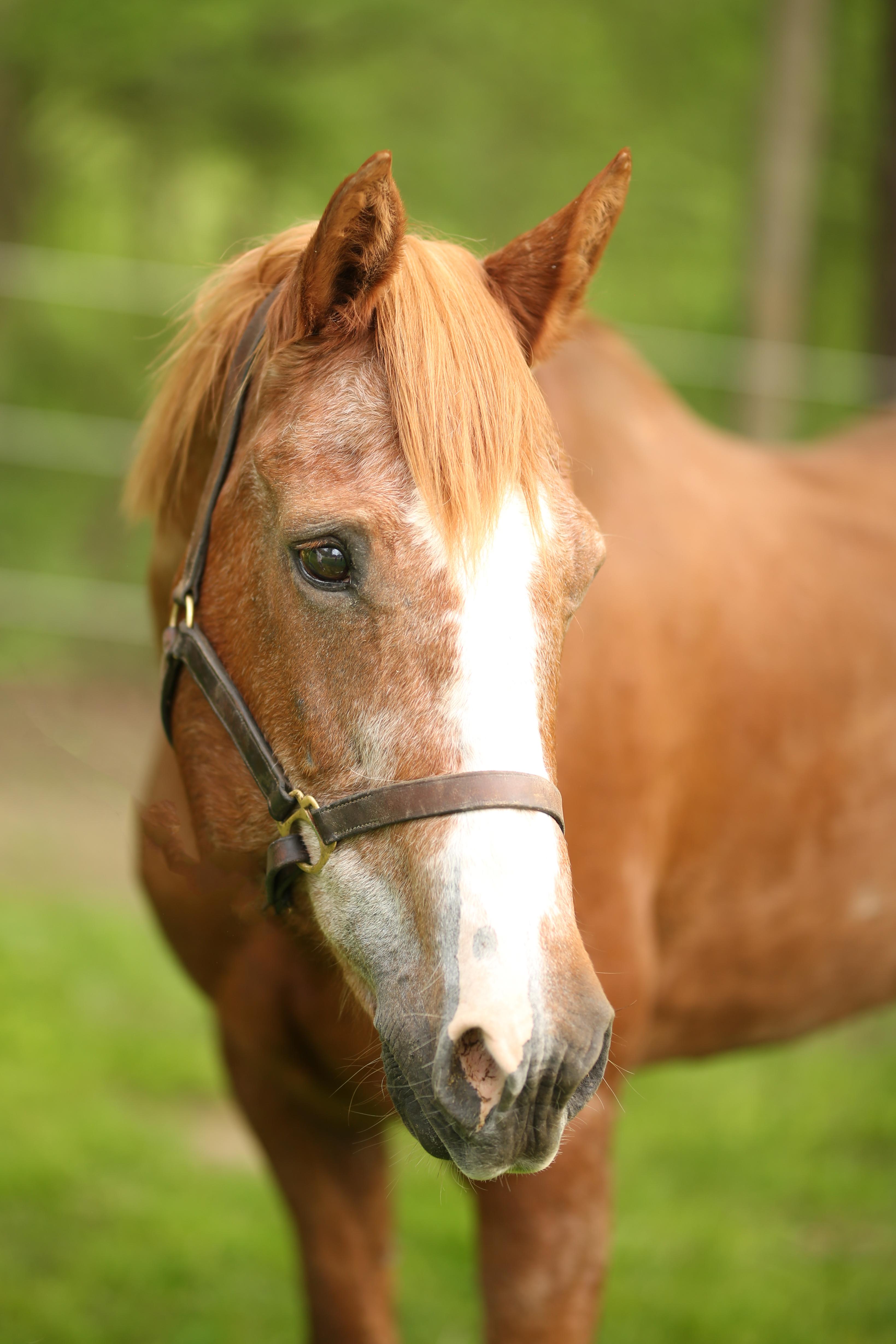 Rosa, ADOPTABLE, Adult Female Quarterhorse.