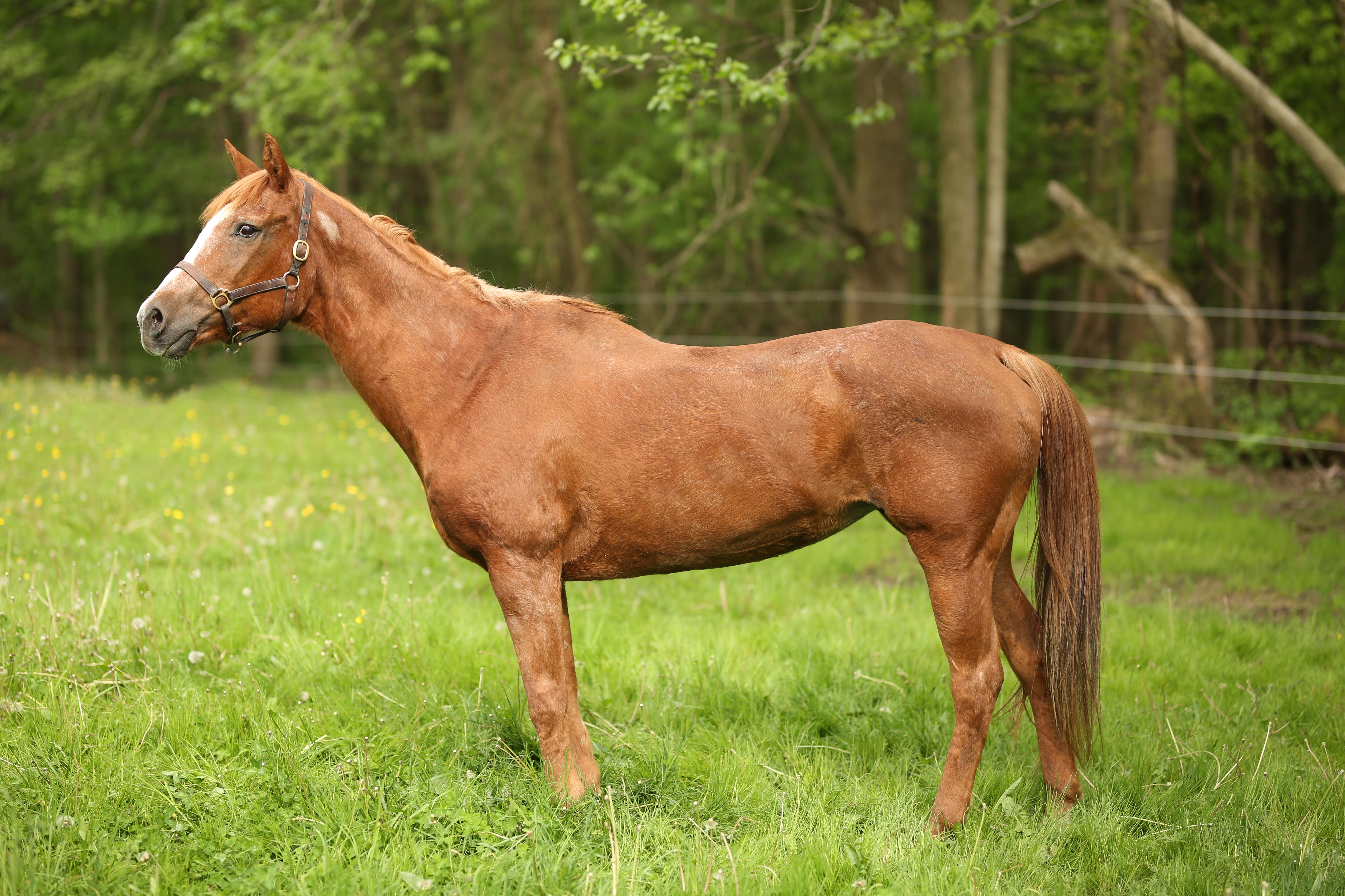Rosa, a ADOPTABLE Quarterhorse in Wadsworth, OH image 2/2
