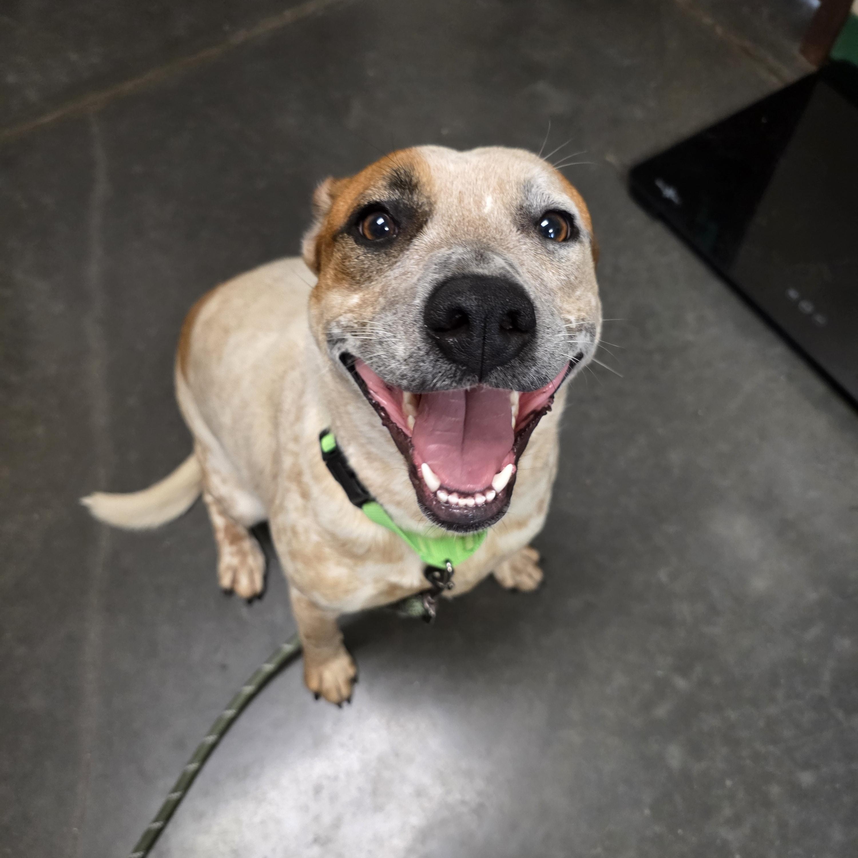 Enlarge Ruby, an adopted mixed breed in Springfield, MO image 1/1