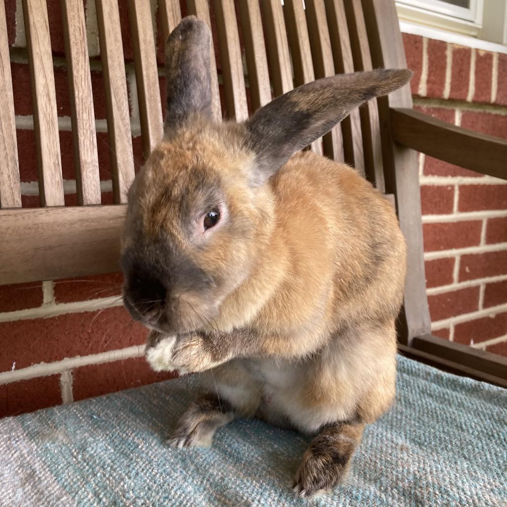 Magnolia, a Adoptable mixed breed in Baltimore, MD image 1/6