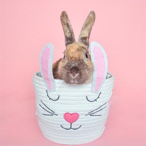 Magnolia, a Adoptable mixed breed in Baltimore, MD image 2/6