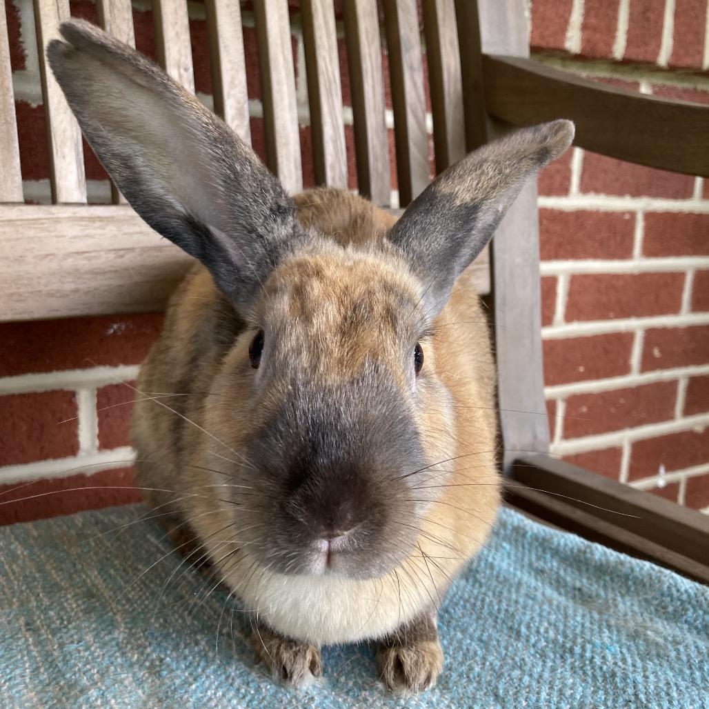 Magnolia, a Adoptable mixed breed in Baltimore, MD image 3/6