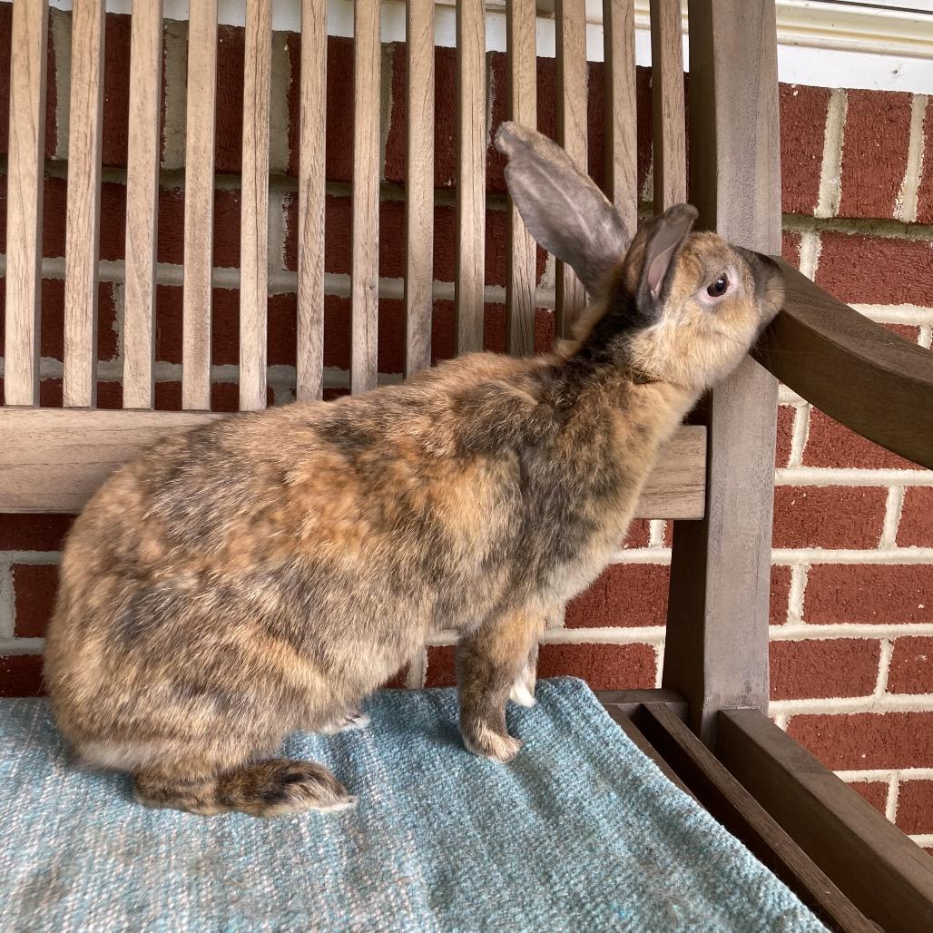 Magnolia, a Adoptable mixed breed in Baltimore, MD image 4/6
