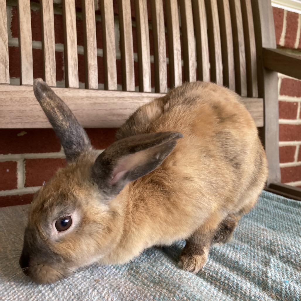 Magnolia, a Adoptable mixed breed in Baltimore, MD image 5/6