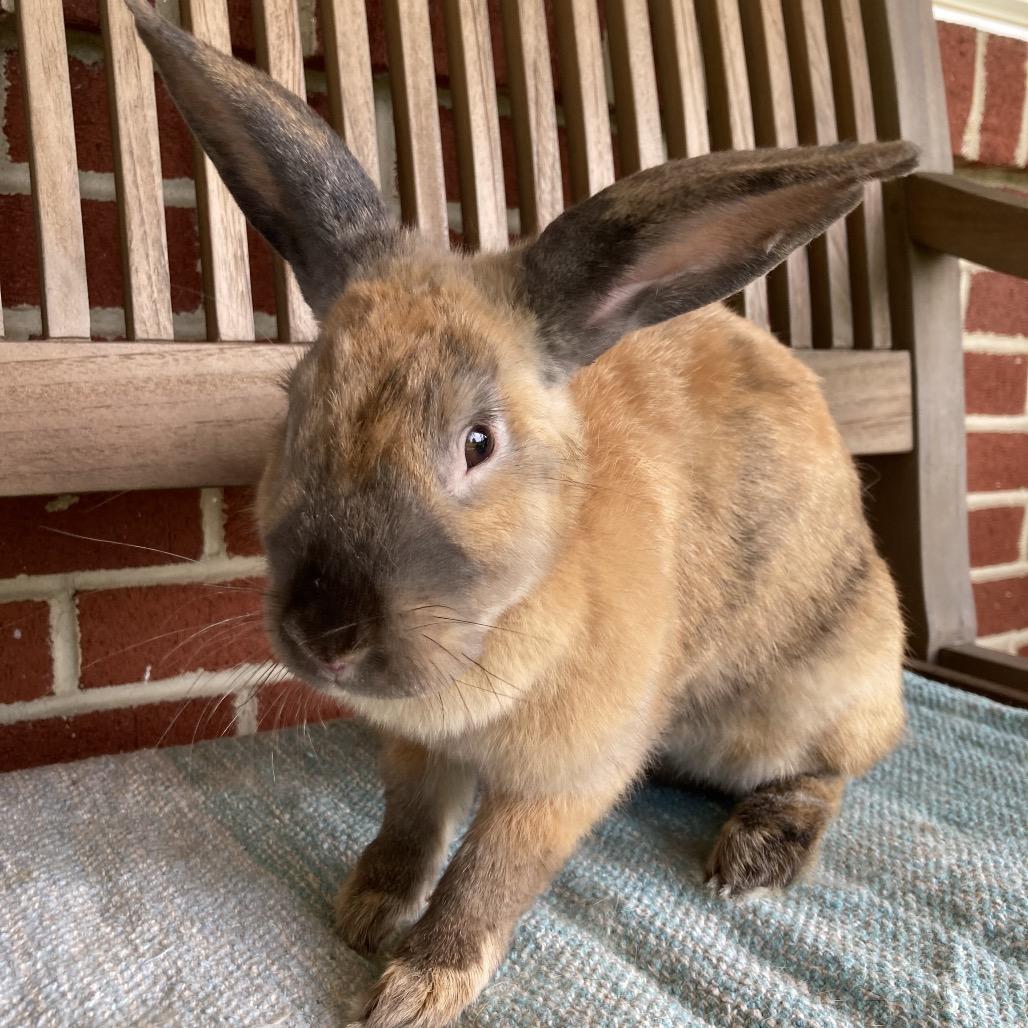 Magnolia, a Adoptable mixed breed in Baltimore, MD image 6/6