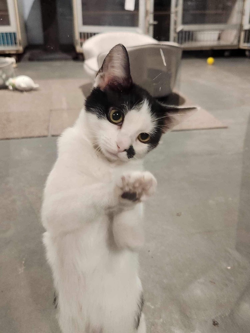 Ginger and MaryAnn, Adoptable, Young Female Domestic Short Hair.