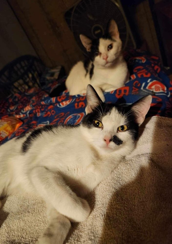 Enlarge Ginger and MaryAnn, a Adoptable Domestic Short Hair in Granite City, IL image 2/5