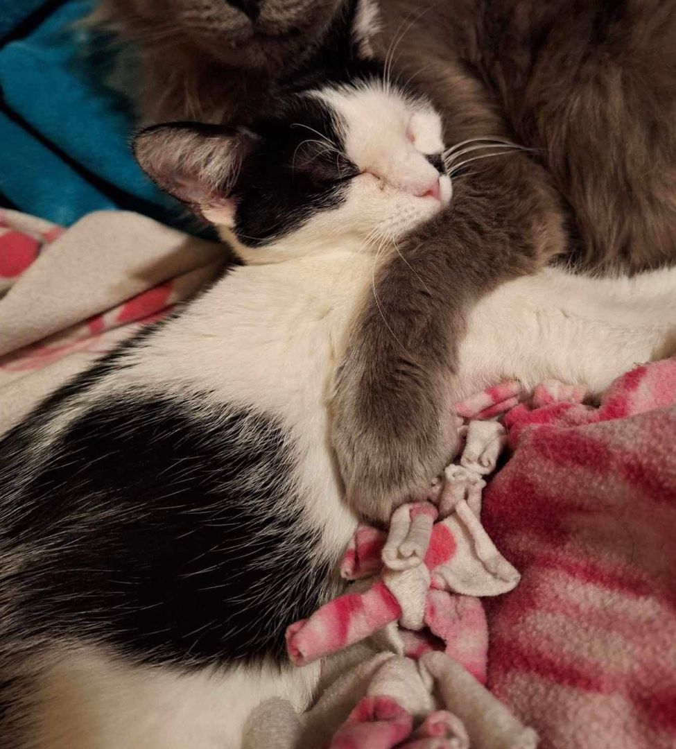 Enlarge Ginger and MaryAnn, a Adoptable Domestic Short Hair in Granite City, IL image 3/5