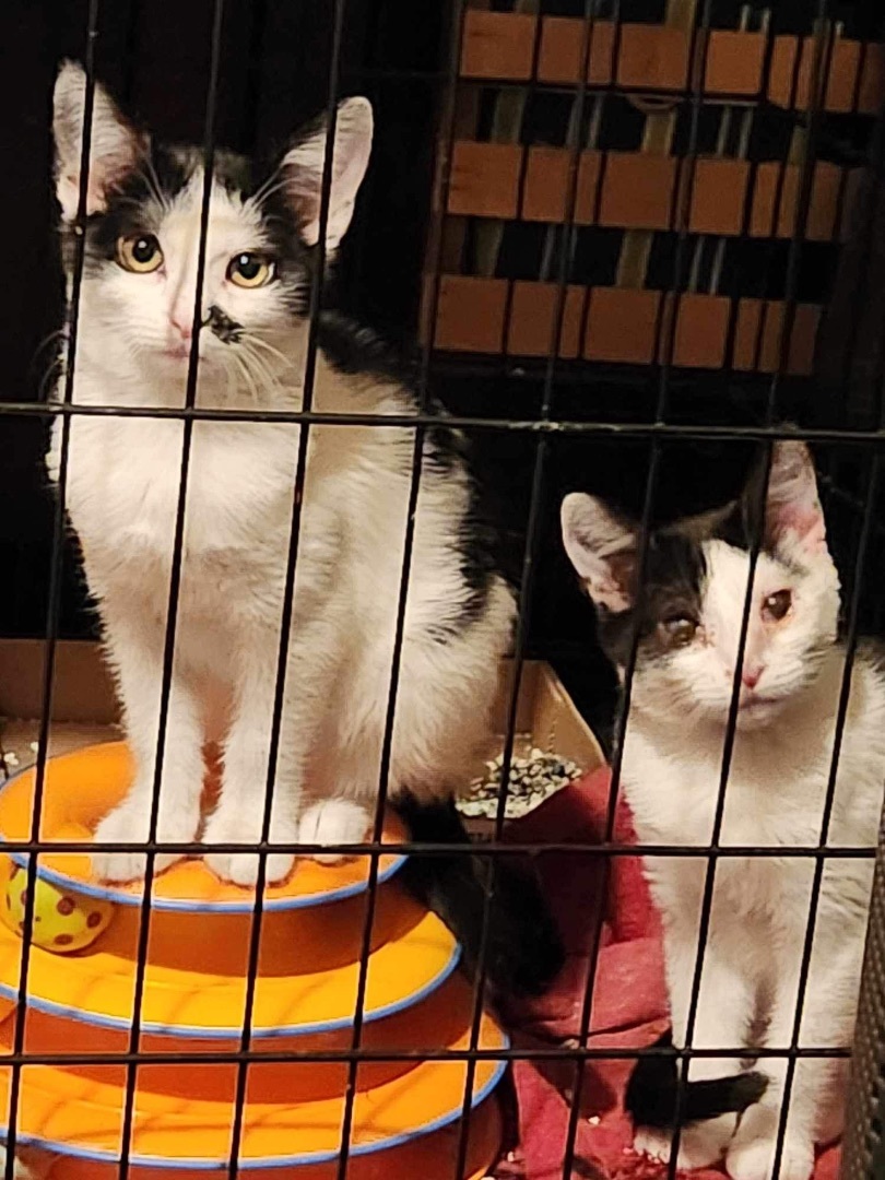 Enlarge Ginger and MaryAnn, a Adoptable Domestic Short Hair in Granite City, IL image 4/5