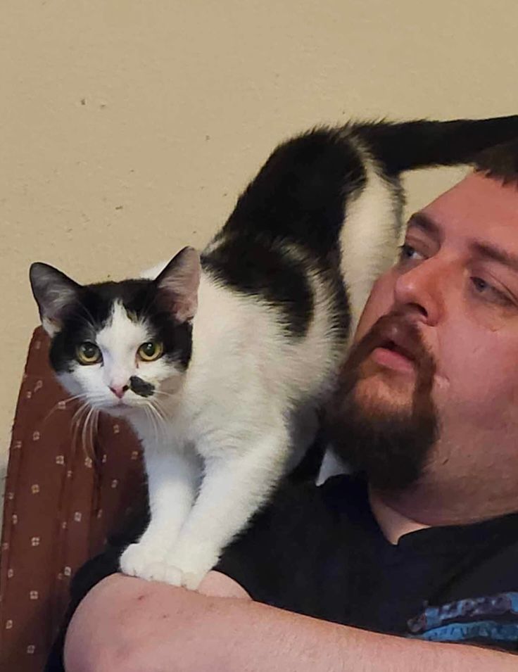 Enlarge Ginger and MaryAnn, a Adoptable Domestic Short Hair in Granite City, IL image 5/5