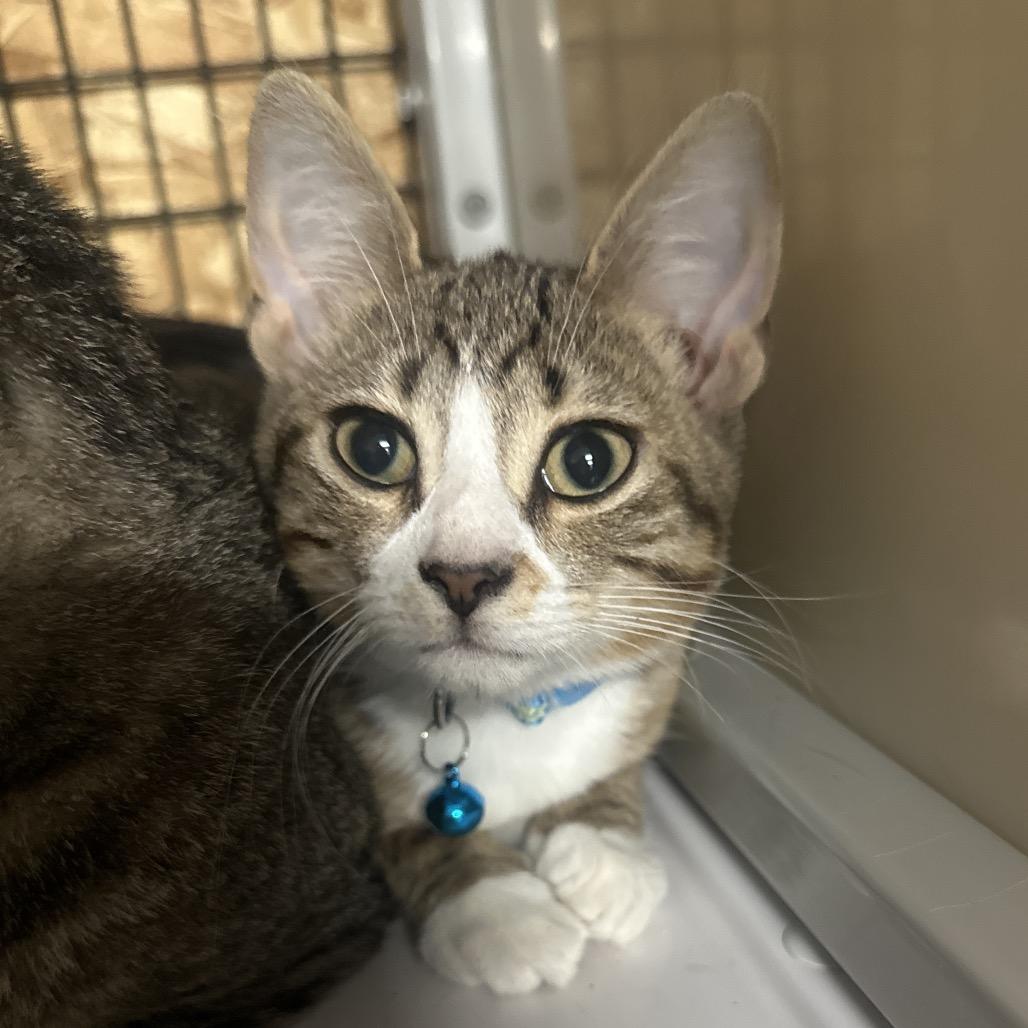 Buttercup, Adoptable, Kitten Female Domestic Short Hair.