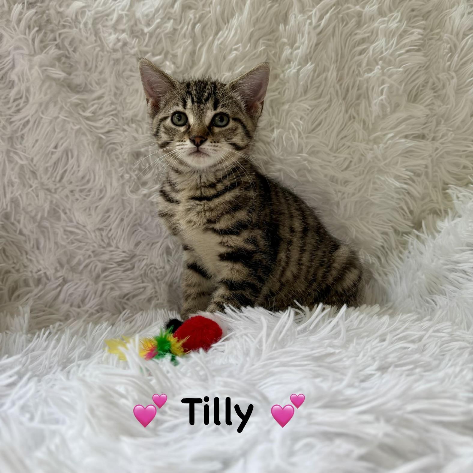 Tilly, ADOPTABLE, Kitten Female Domestic Short Hair.
