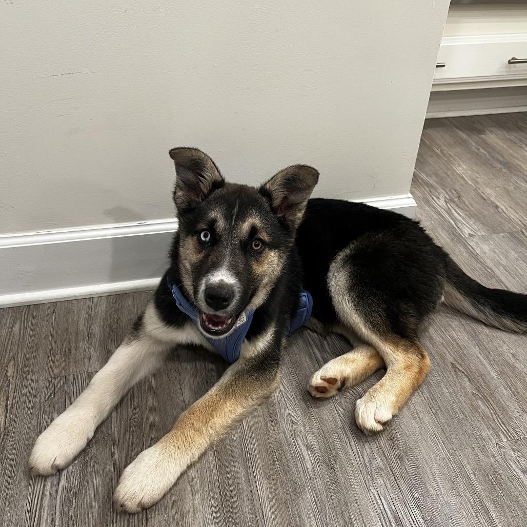 Nellie — thumbnail 2