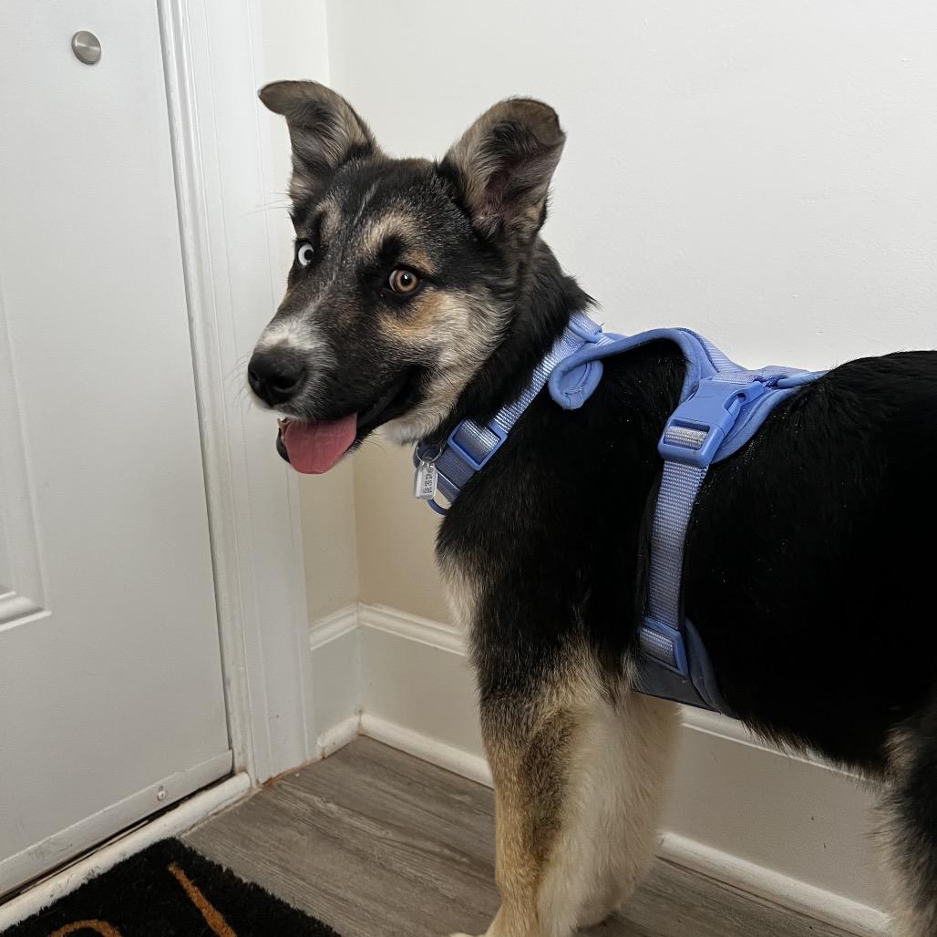 Nellie — thumbnail 3