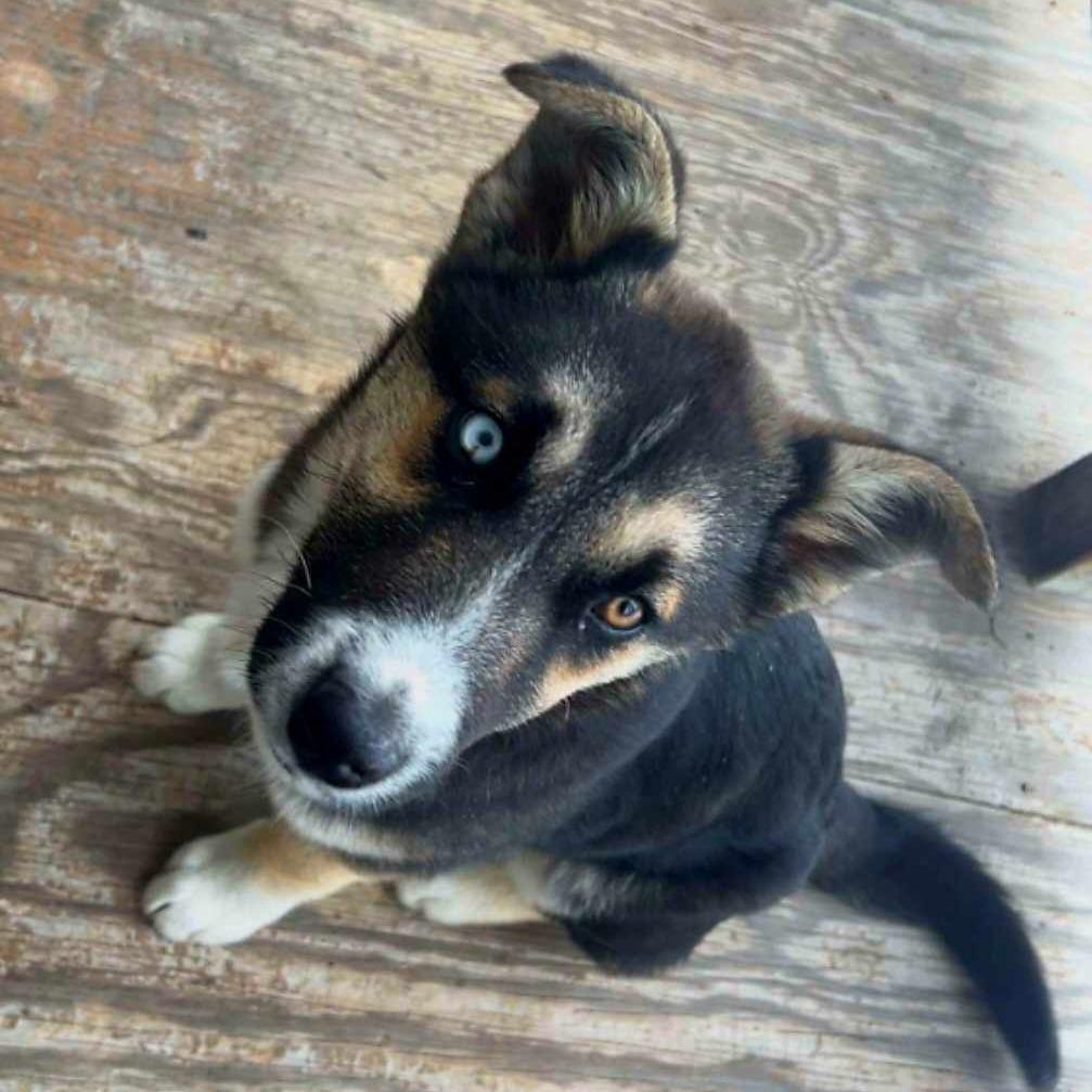 Nellie — thumbnail 4