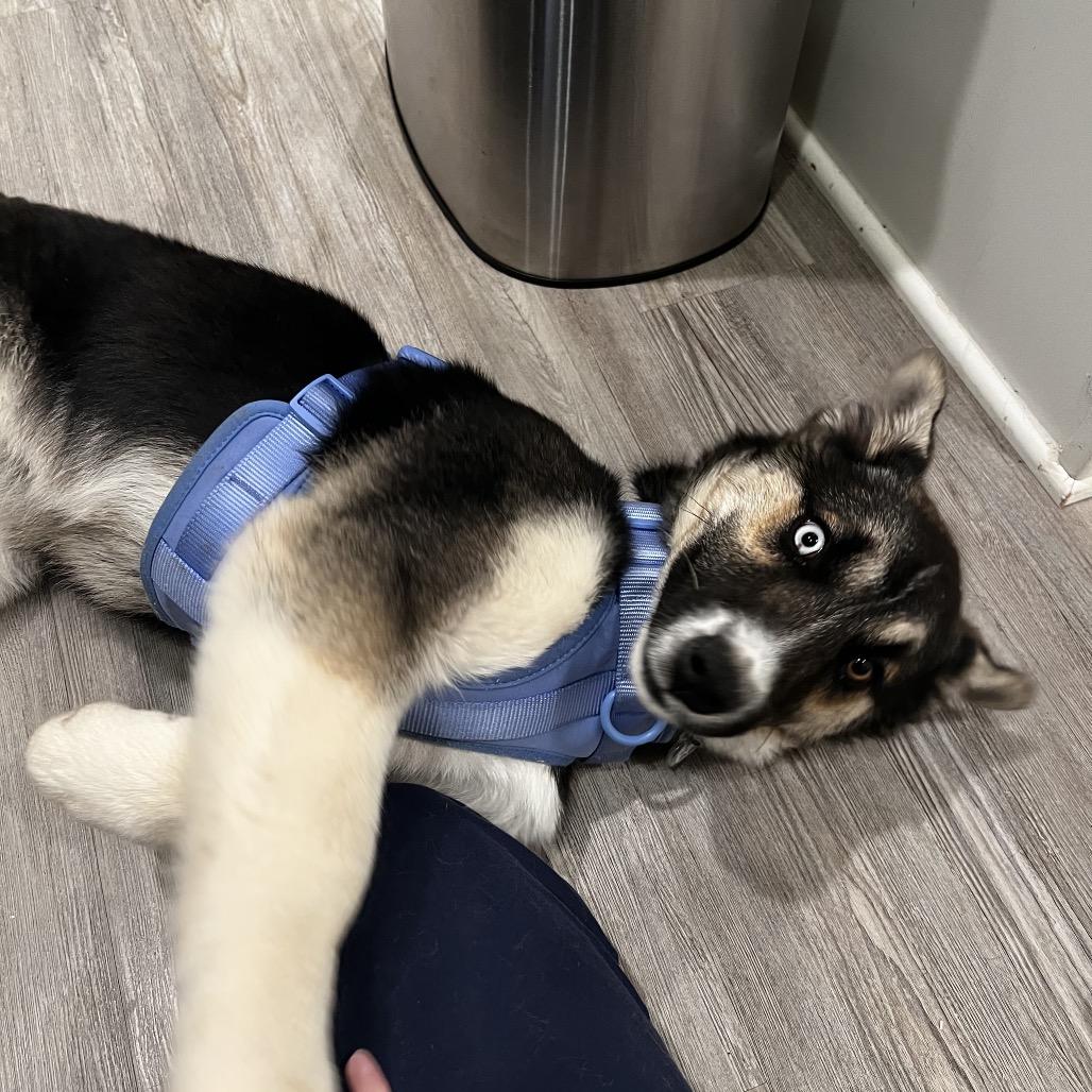 Nellie — thumbnail 5