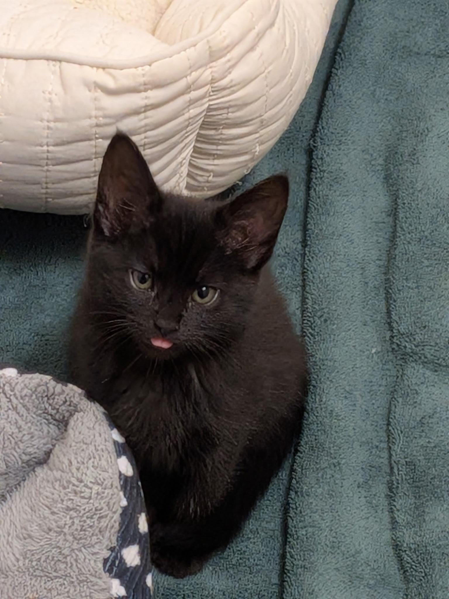 Sylvie, adopted, Kitten Female Domestic Short Hair.