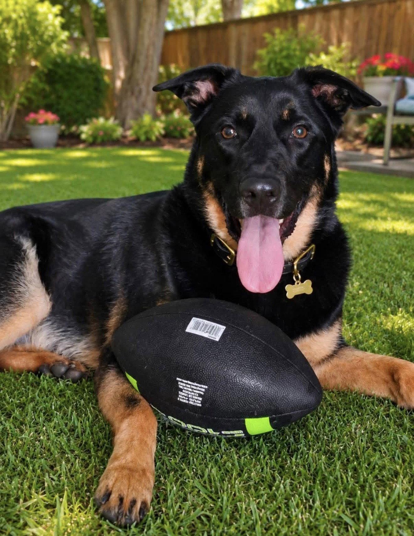 Enlarge Kennedy, a Adoptable mixed breed in Euless, TX image 1/3