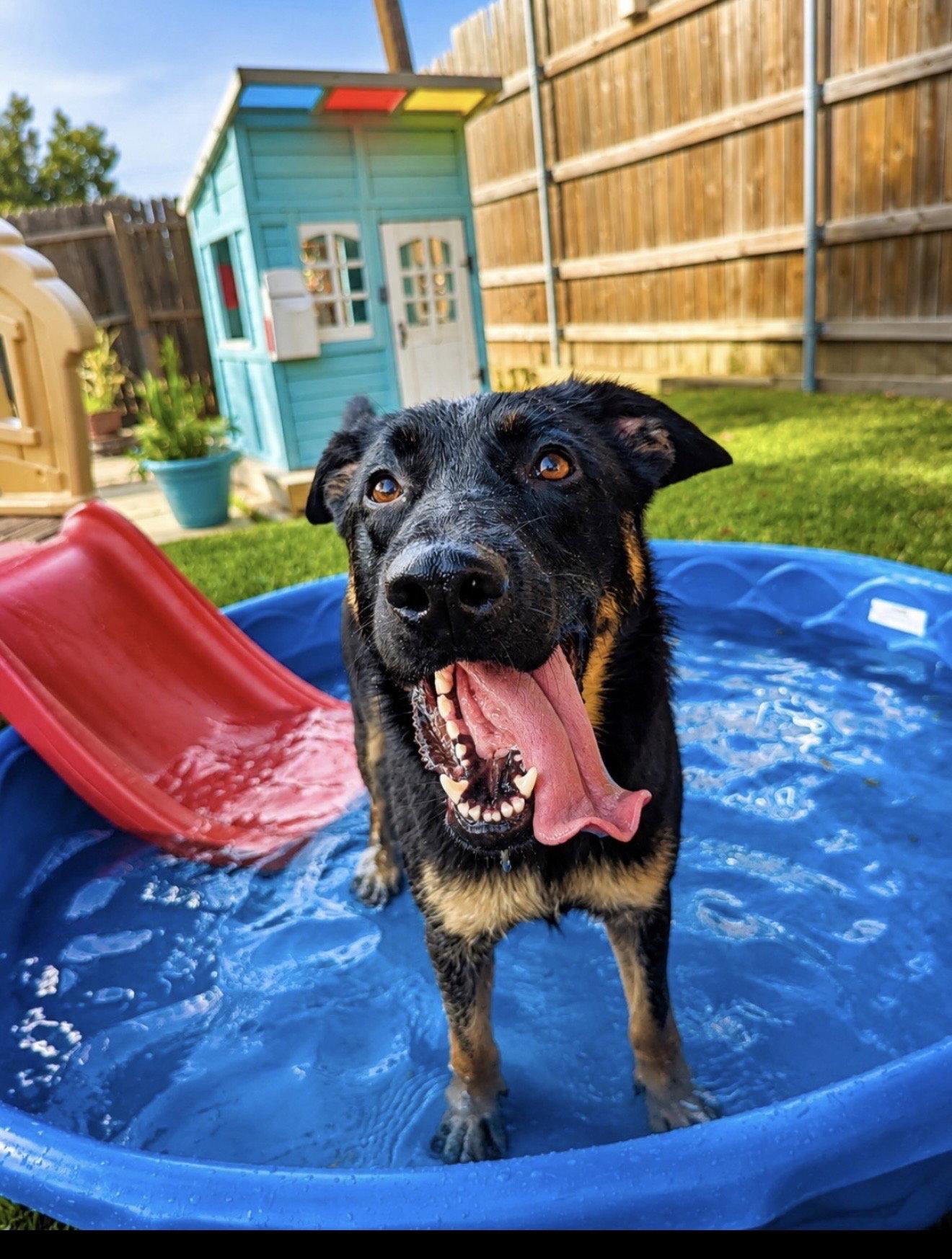Enlarge Kennedy, a Adoptable mixed breed in Euless, TX image 3/3