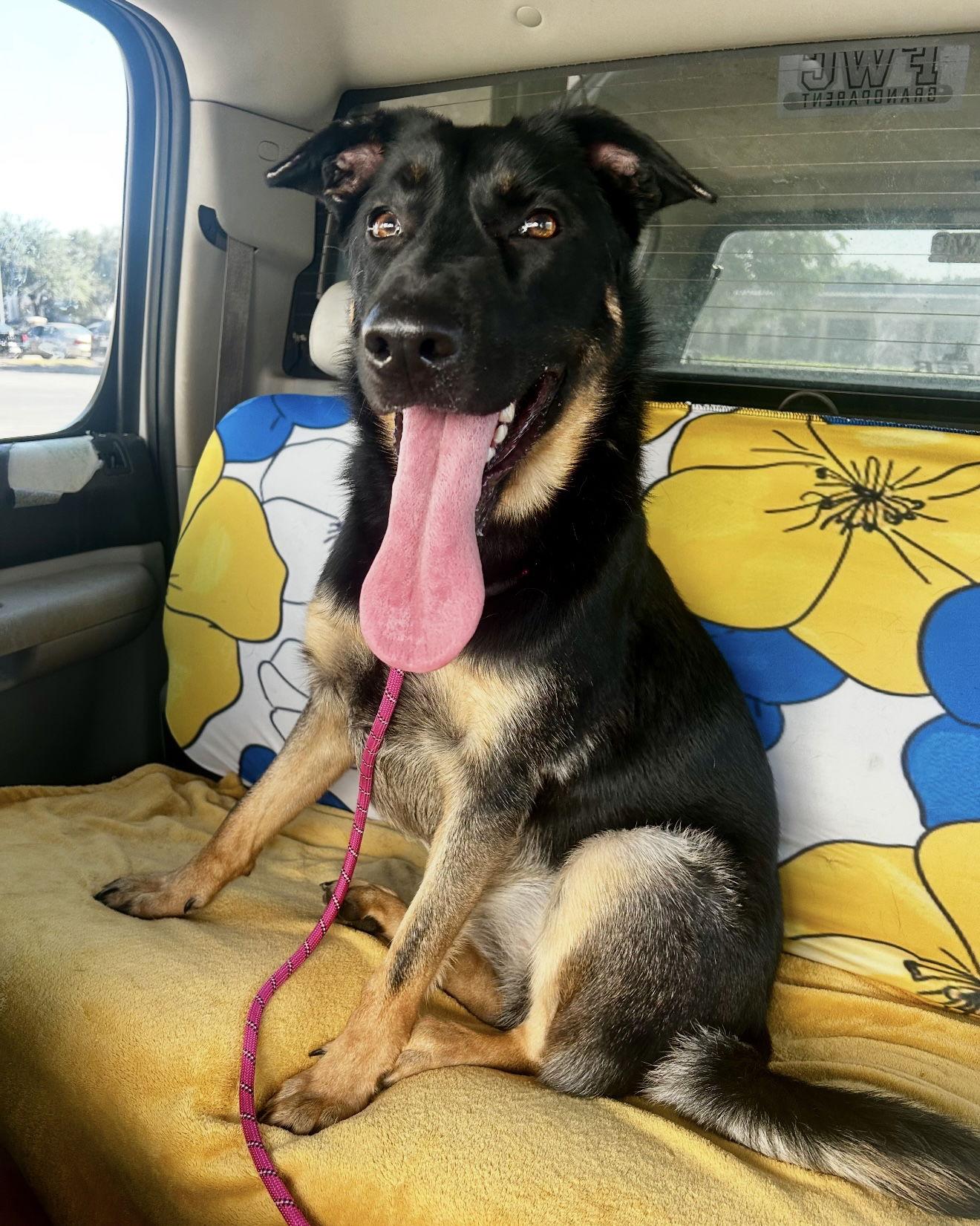 Kennedy, a Adoptable mixed breed in Euless, TX image 1/3