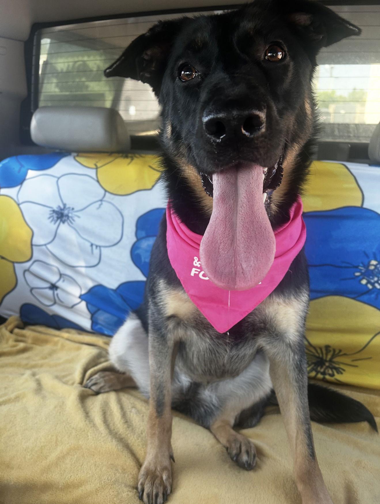 Kennedy, a Adoptable mixed breed in Euless, TX image 2/3