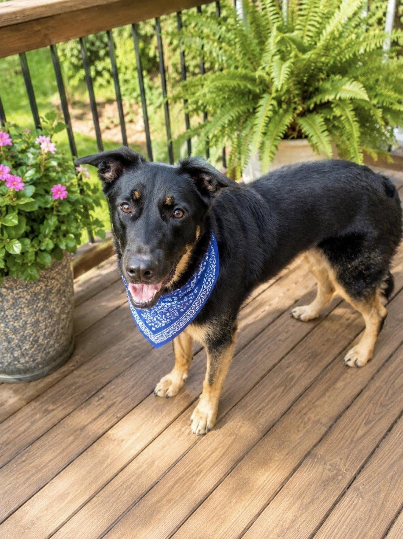Kennedy, a Adoptable mixed breed in Euless, TX image 2/3