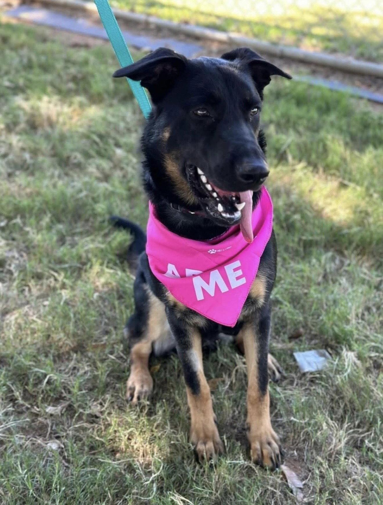 Enlarge Kennedy, a Adoptable mixed breed in Euless, TX image 2/3