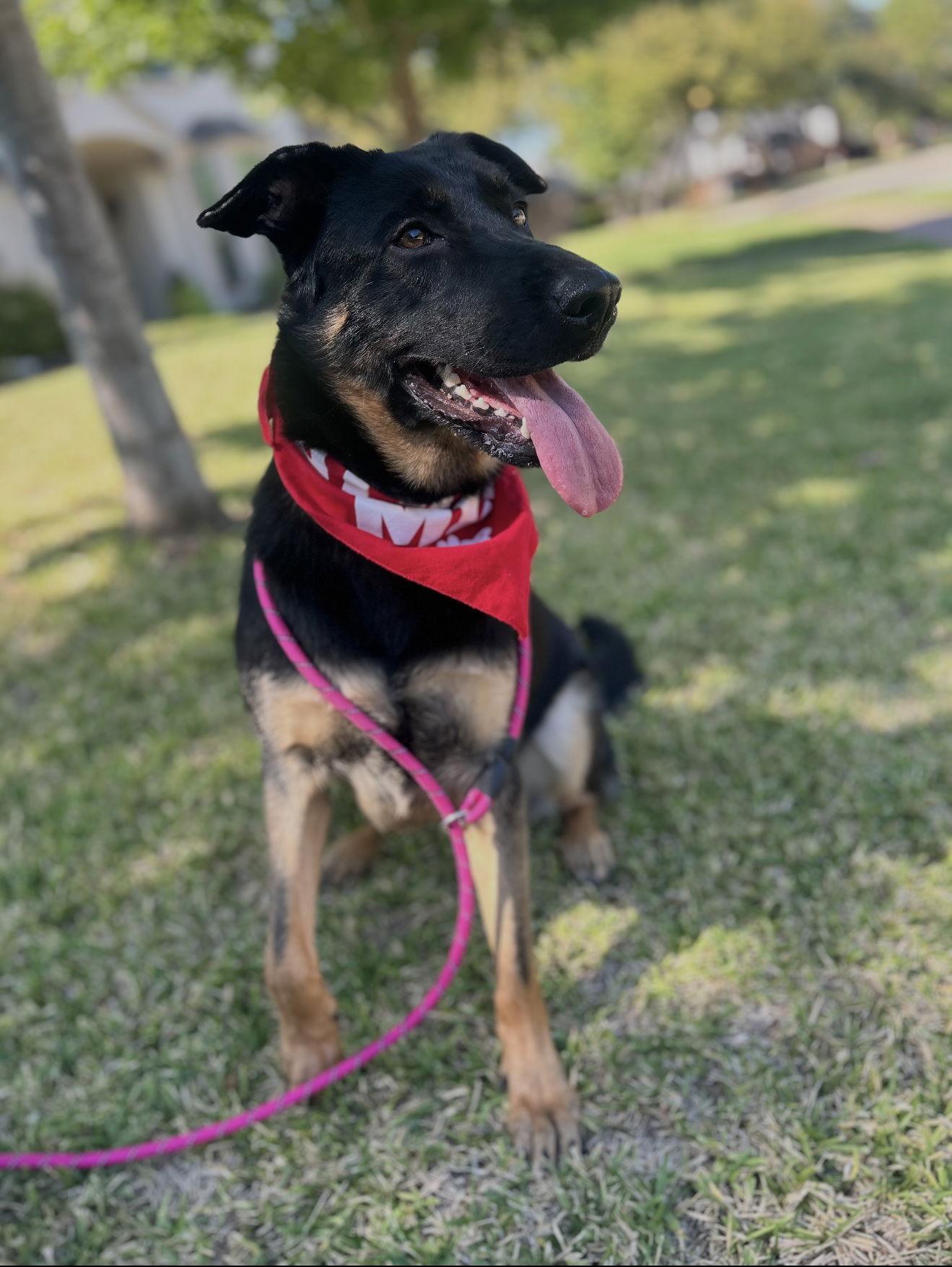 Kennedy, a Adoptable mixed breed in Euless, TX image 3/3