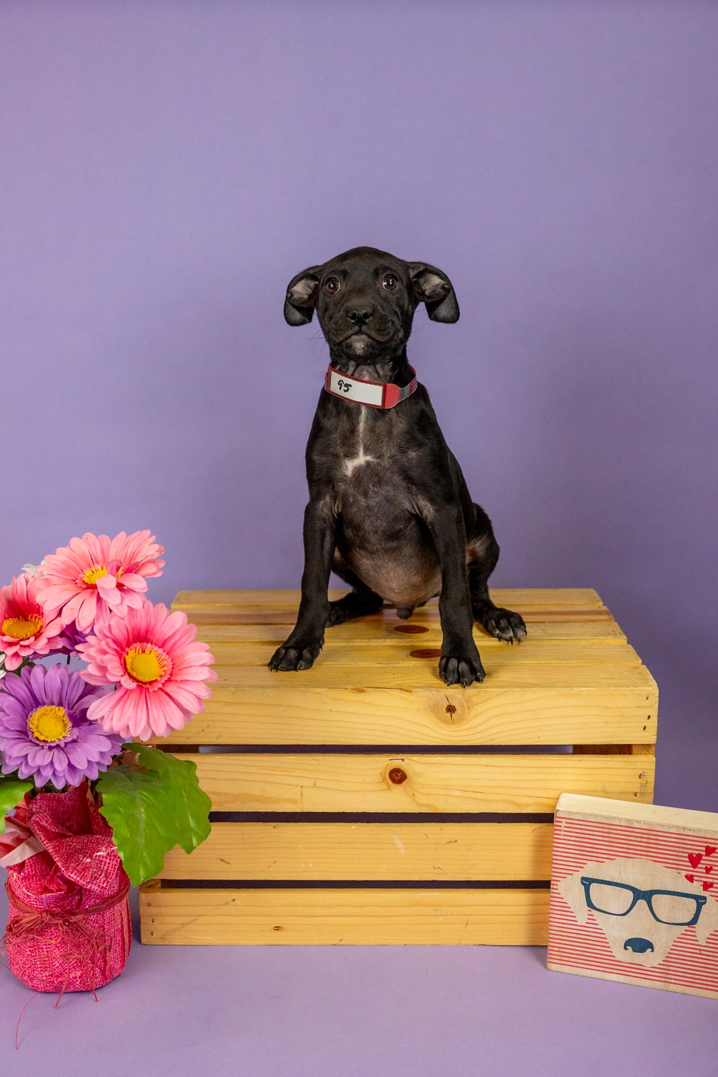 95-26, ADOPTABLE, Young Male Pit Bull Terrier.