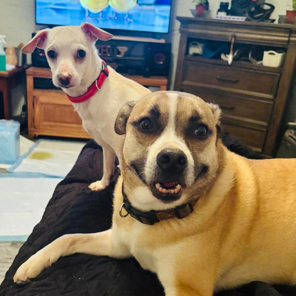 Paulie, Adoptable, Adult Male Chihuahua & Rat Terrier.