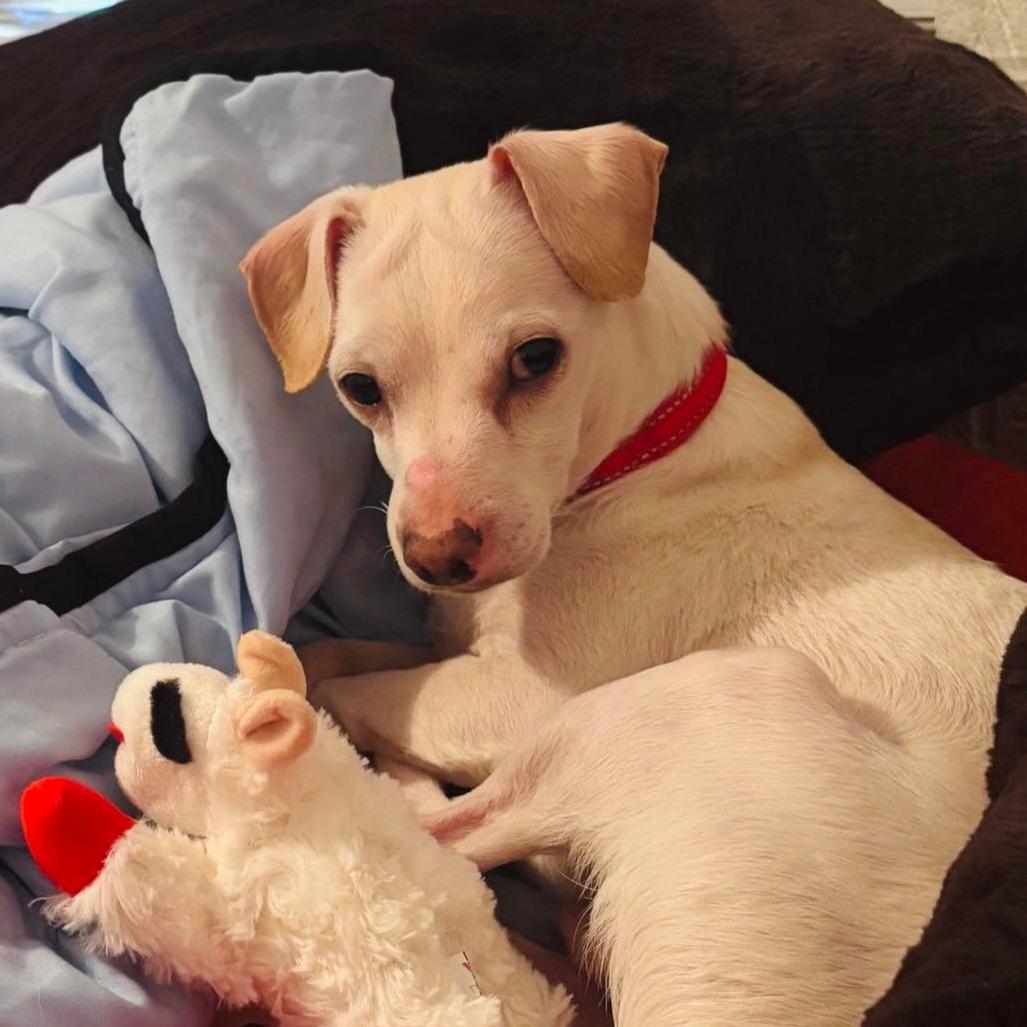 Enlarge Paulie, a Adoptable mixed breed in Phoenix, AZ image 2/2