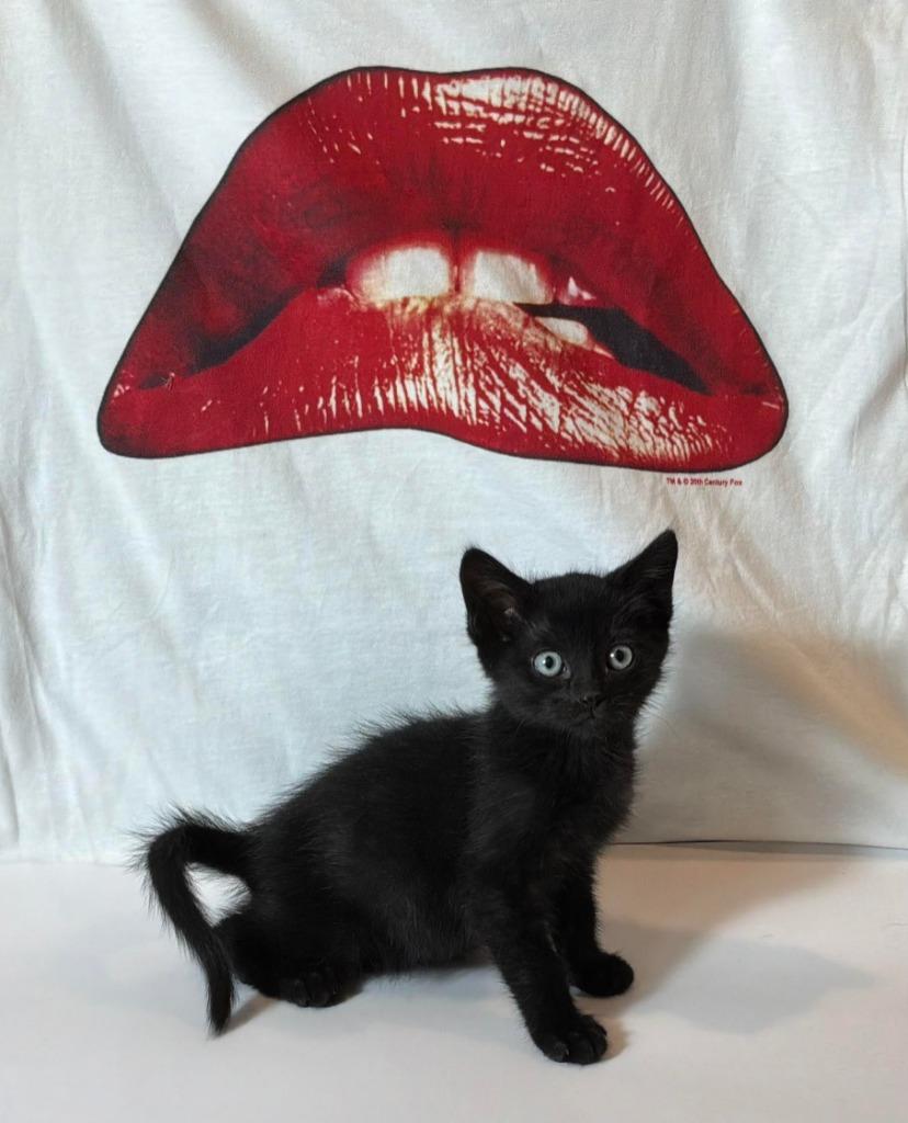 Eddie, Adoptable, Kitten Male Domestic Short Hair.