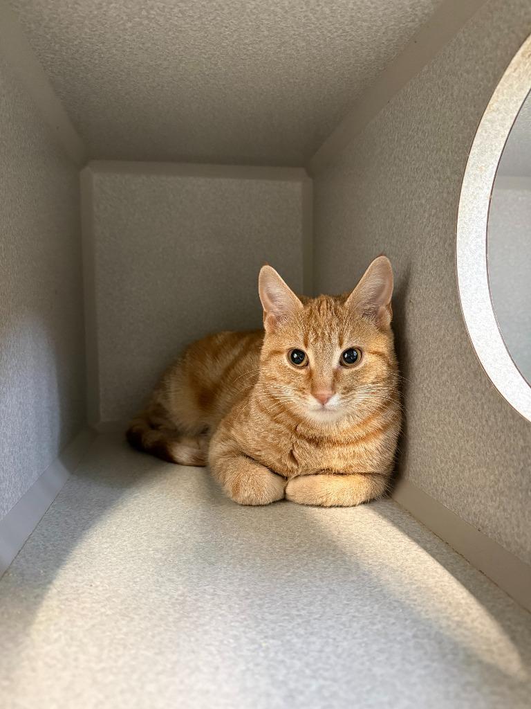 Clue, Adoptable, Young Female Domestic Short Hair.