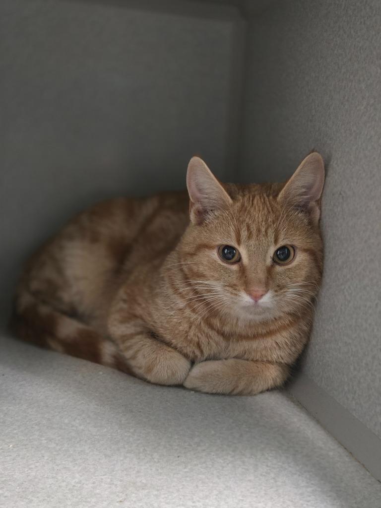 Clue, a Adoptable mixed breed in Viroqua, WI image 2/2