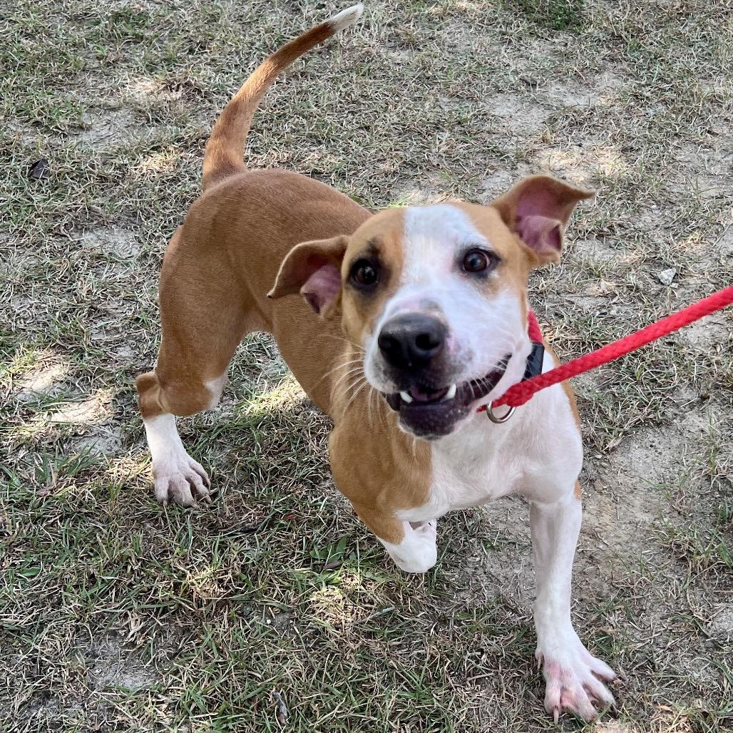 Enlarge Clint Black, a Adoptable Mixed Breed in Sylvania, GA image 1/4